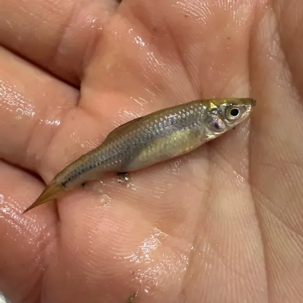 纯野生小杂鱼速冻发货可做鱼粮新鲜美味嫌小勿拍，保证纯野生