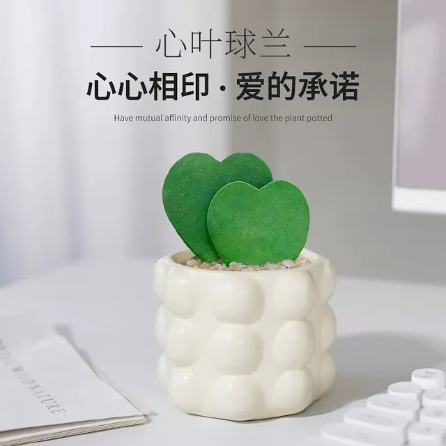 心叶球兰小盆栽一片心多肉植物室内办公桌面绿植仙人掌科两片真心
