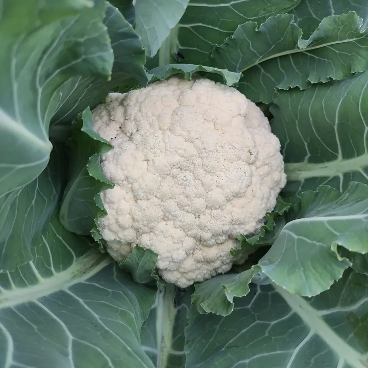 新鲜农家自种现摘花椰菜当季应季蔬菜