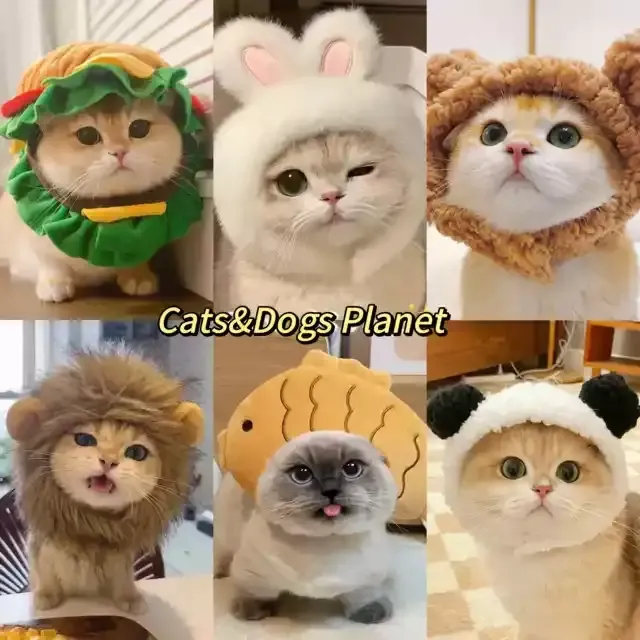 宠物帽子猫咪假发套金渐层英短蓝白狗狗幼犬可爱搞怪变装帽配饰
