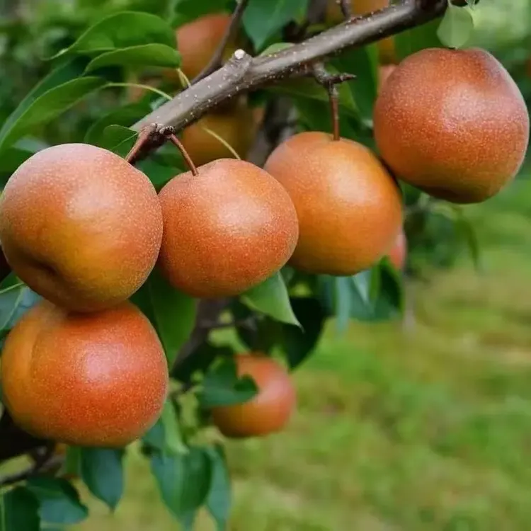 个大爆汁的丽江拉市海木梨，吃它与喝果汁一样的体验，不信您尝尝。