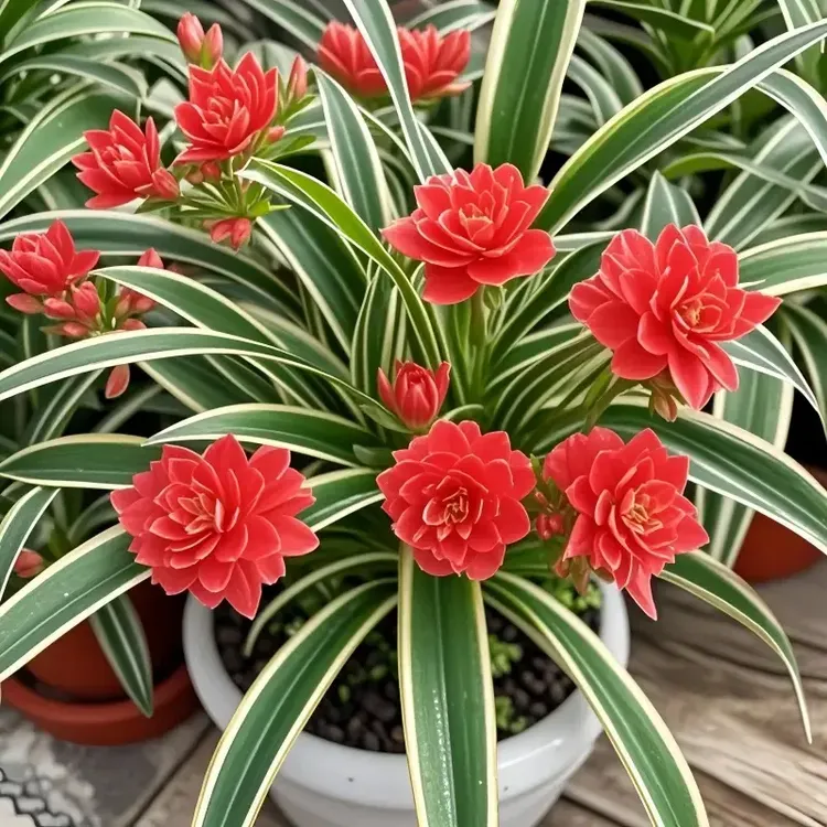 金娃娃吊兰大花重瓣浓香型花卉绿植四季可种植盆栽室外耐寒热种球