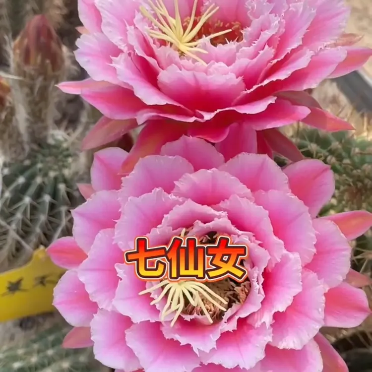 仙人球毛花柱七仙女无根侧芽5公分以上