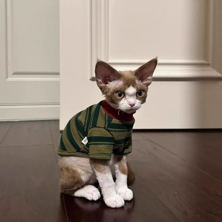 狗狗衣服春秋泰迪比熊小型犬华夫格马尔济斯猫咪宠物服装条纹T恤T