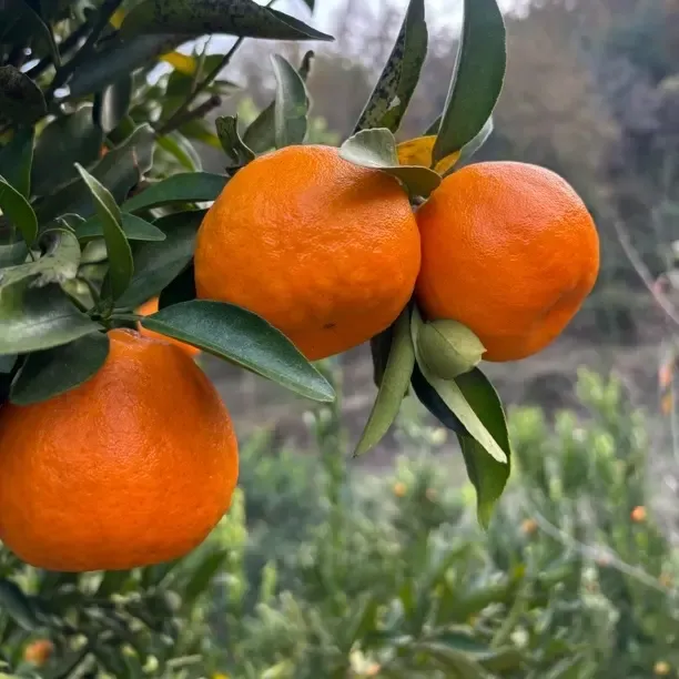 贵州高山椪柑产地直发