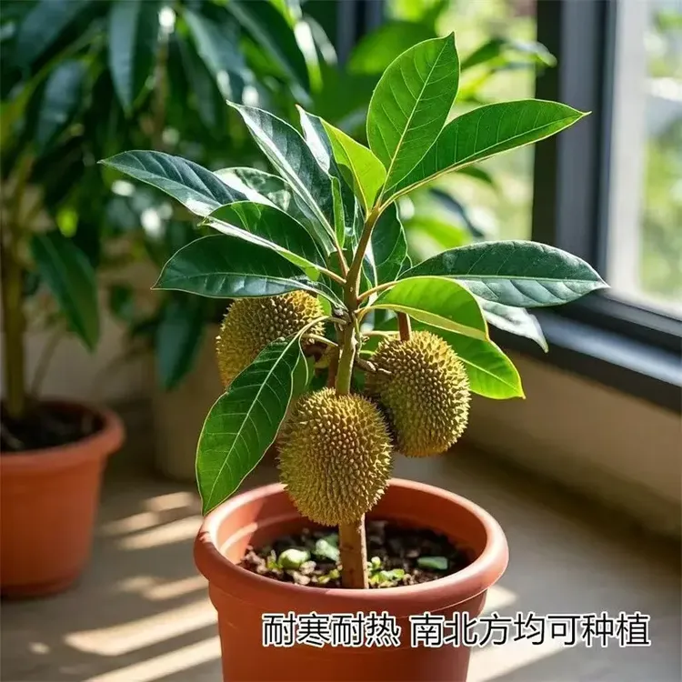 百忆补贴】榴莲树果苗南北方种金枕榴莲正宗广西嫁接猫山王矮化盆
