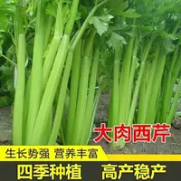 大肉西芹种子芹菜种籽肉厚脆爽春秋四季庭院田园农家蔬菜种子大全