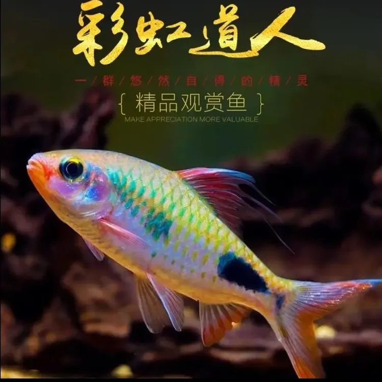 彩虹道人活体红点道金斯鲃印度原生观赏热带鱼鲤科鱼观赏鲤鱼淡水