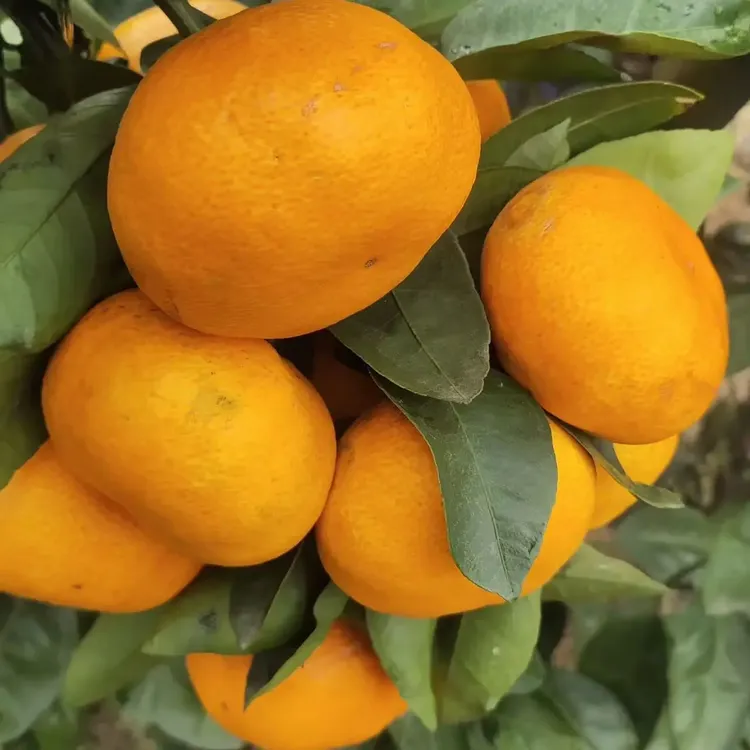 正宗临海涌泉高山蜜橘桔子无籽无核皮薄现摘现发大果