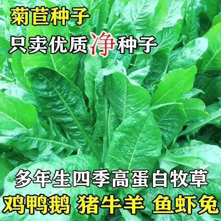 高产菊苣种子大叶菊苣草多年生四季牧草种子猪牛羊鸡鸭鹅鱼草种籽