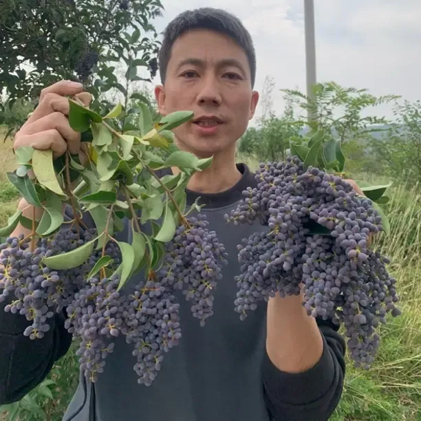 野生新鲜女贞子可泡茶煮水洗头滋阴明目中药材