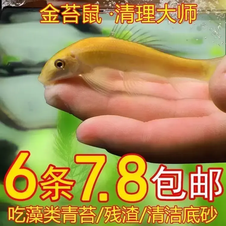 耐活金苔鼠鱼淡水热带鱼小型鱼缸观赏鱼草缸除藻清洁粪便工具鱼