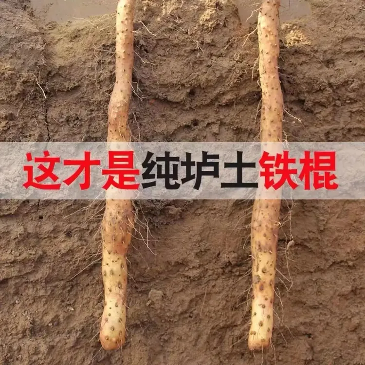 稷铁棍河南正宗铁棍山药自家种植彻底没有中间商赚山药铁棍山药