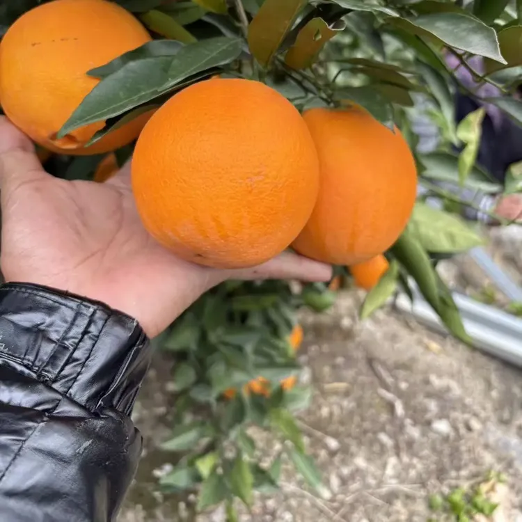 四川凉山雷波脐橙新鲜应季水果现摘现发产地直发（四川省外）
