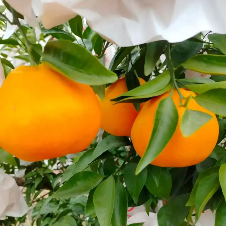 耙耙柑新鲜现摘现发原产地直发皮薄多汁爆汁大果高山无籽柑橘水果