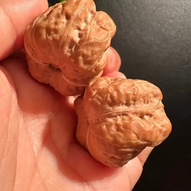 『玉蟾』把件文玩核桃蛤蟆头野生老树盘玩手把件有腿有眼开背收藏
