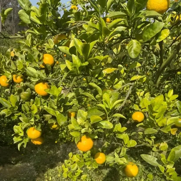 福建游洋高山桔柚橙子新鲜应季柑橘香甜多汁手剥水果产地直发