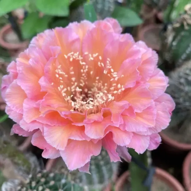 彩草仙人球杂交开花好养多肉植物室内阳台花卉绿植盆栽