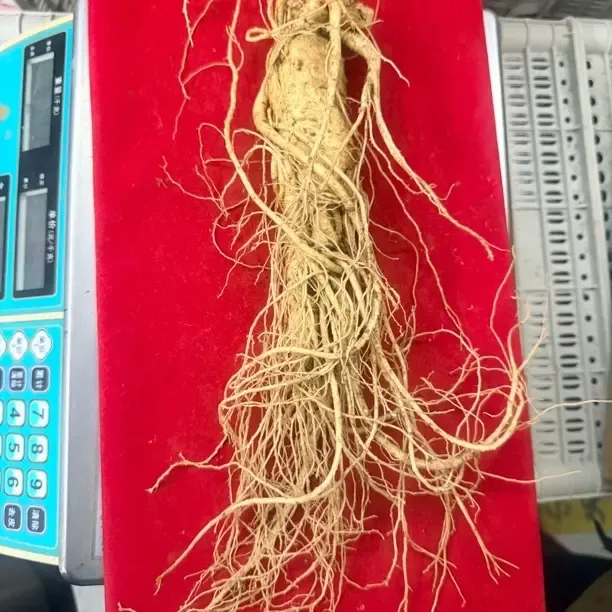 长白山人参单颗120克左右新鲜产地直发煲汤泡酒滋补炖鸡