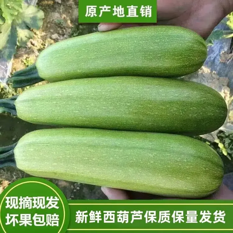 包邮农家自种大棚种植新鲜蔬菜西葫芦菜瓜番瓜白角瓜3-5斤
