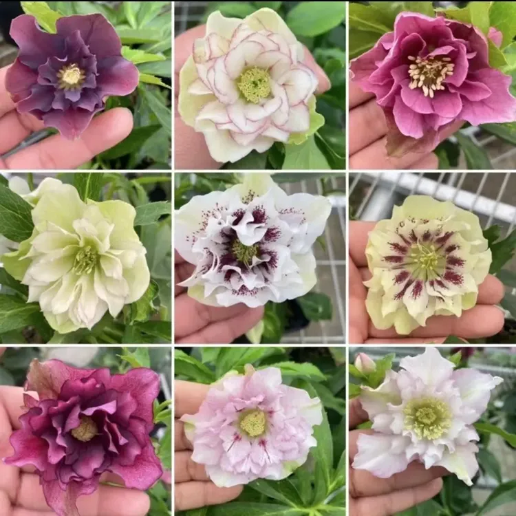 阳台庭院可养的铁筷子，圣诞玫瑰花苗盆栽，耐寒，可地栽过冬