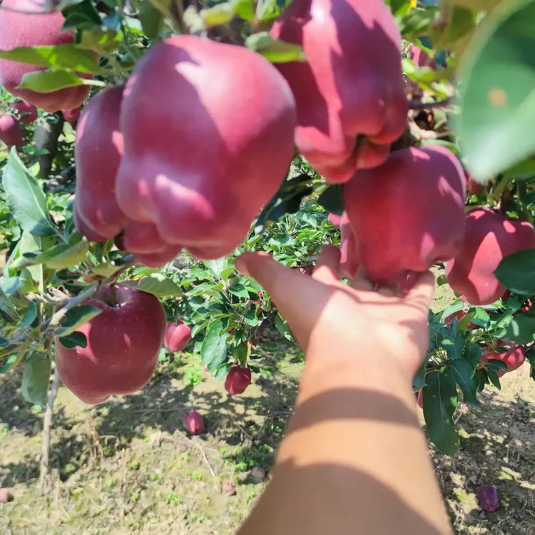 甘肃天水花牛苹果脆粉两吃新鲜红蛇果当季水果整箱包邮
