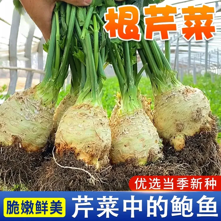 地中海根芹优质芹菜简单易活抗病高产营养单质磷肥商品图