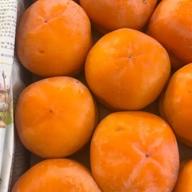 东北冻大磨盘柿子