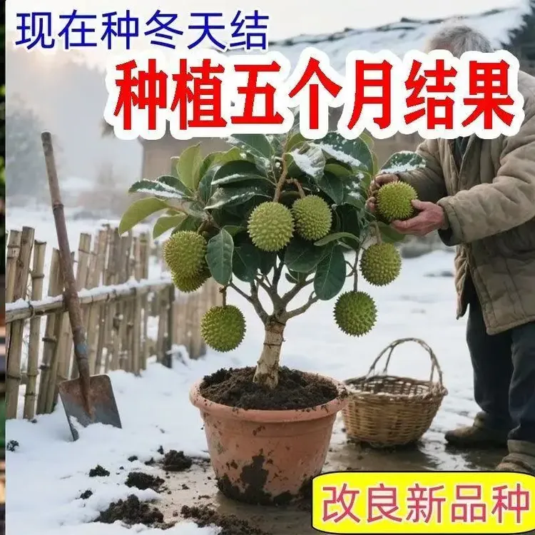 S2榴莲树苗四季种植金枕榴莲树苗盆栽当年结果南