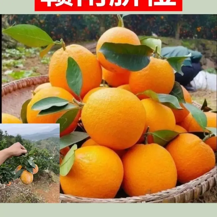正宗赣南脐橙现摘新鲜应季水果产地直发薄皮大果