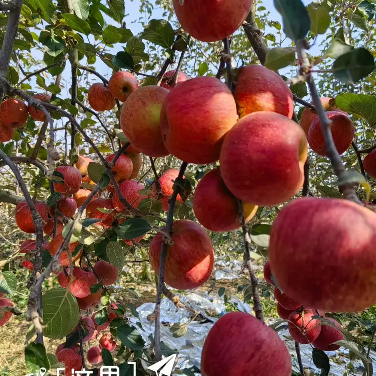 云南昭通苹果 自有果园大果5斤，9个左右