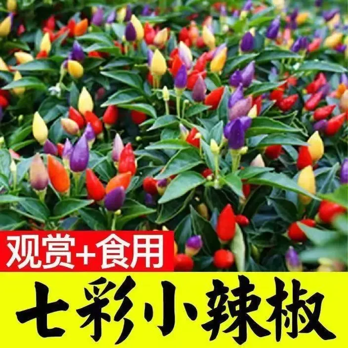 七彩辣椒苗子七彩椒种子秧苗可食用五彩椒秧苗阳台盆栽蔬菜苗带土