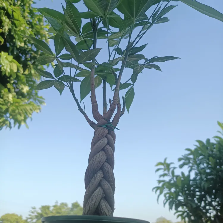 五辫发财树老桩室内绿植客厅招财树盆栽乔迁开业送礼精品矮树桩