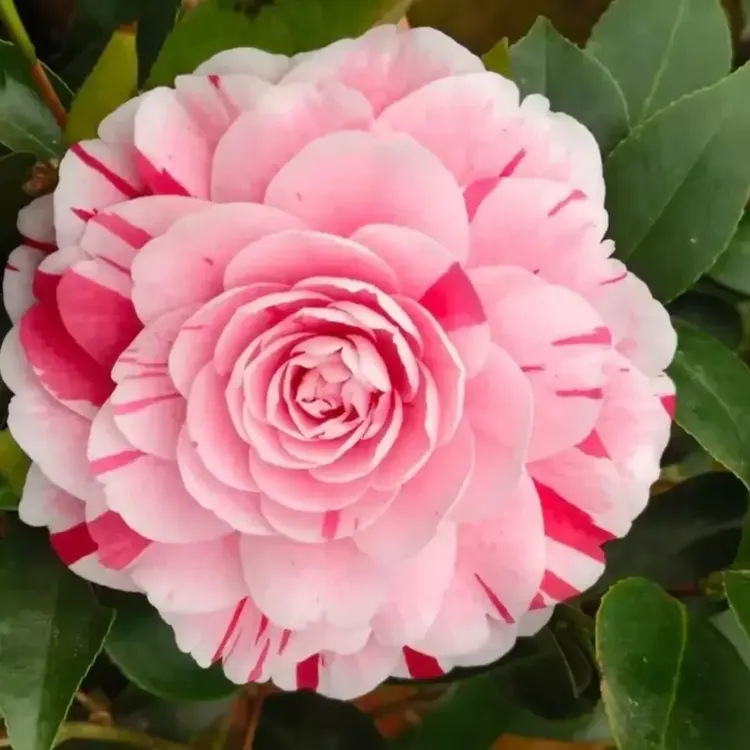 带花苞五色赤丹山茶花四季好养花卉绿植盆栽室内外适用