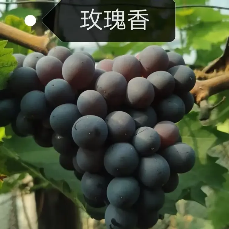 （河北昌黎）百年种植历史老新鲜玫瑰香葡萄，脆甜带香味正宗