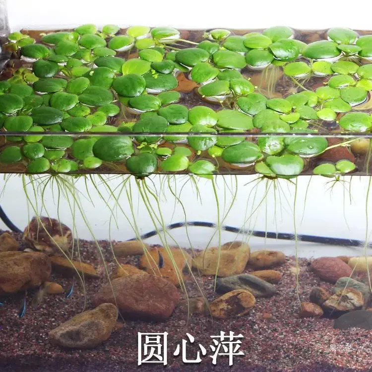 圆心萍浮萍净化水质水芙蓉水培绿植庭院阳台鱼虾龟缸漂浮水草