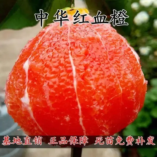 秭归血橙苗中华红血橙树苗橙子苗嫁接苗红肉脐橙苗当年结果树苗