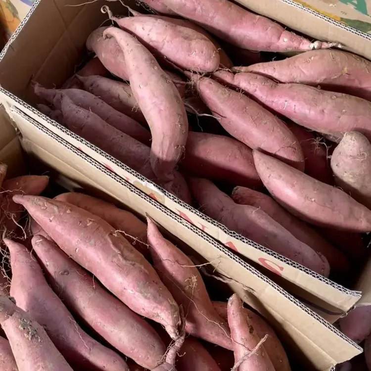 【送礼佳品顺丰包邮】山东烟薯25号红心糖心蜜薯软糯香甜流油烤地