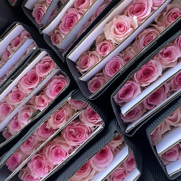 高品质B级洛神玫瑰云南基地直发鲜切花水养插花