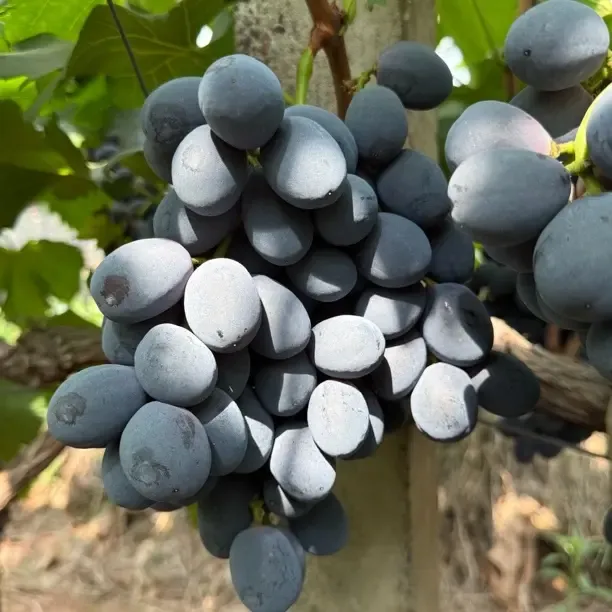 新鲜现摘四川西昌秋黑提子葡萄口感脆甜果园直发