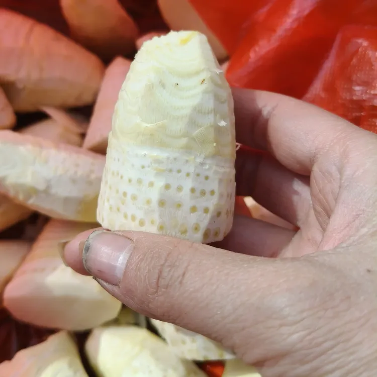 广东高山新鲜冬笋去壳竹笋农家鲜笋黄土时令蔬菜肉厚脆嫩食材
