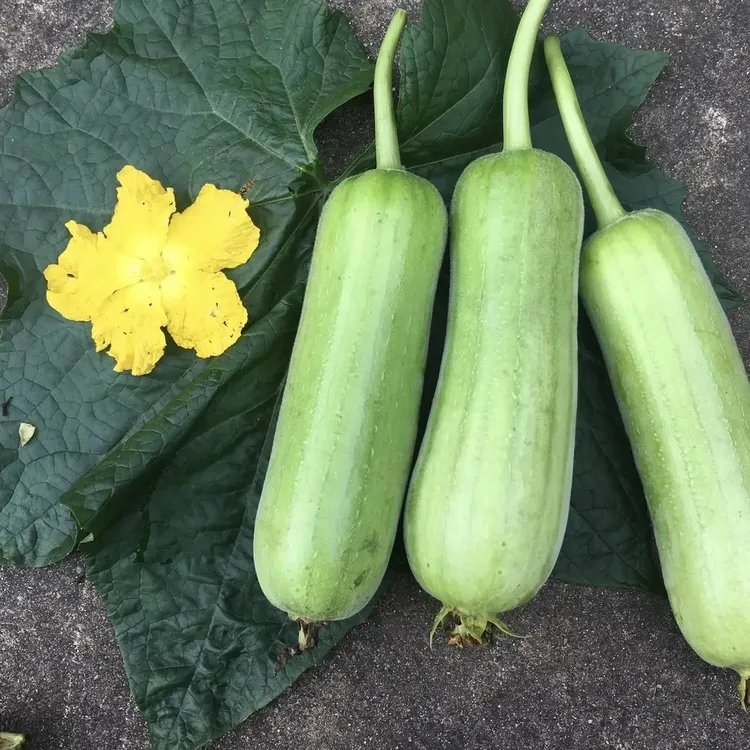 农家自种白玉丝瓜脆糯嫩甜无渣现摘现发当季天然蔬菜湘菜馆批发