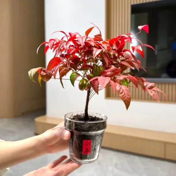 火焰南天竹盆栽四季观叶耐寒好养室内桌面花卉绿植