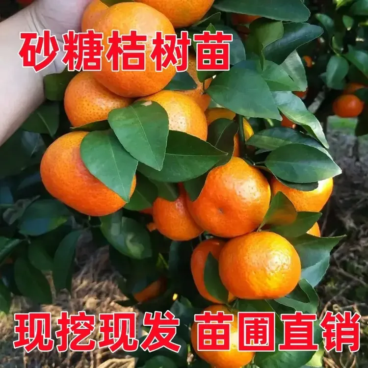 3颗！砂糖橘树苗嫁接苗正宗对版基地直发无籽砂糖橘柑橘南北方可