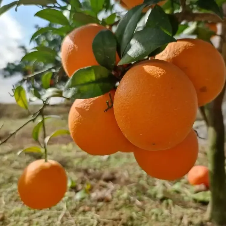 正宗江西赣南脐橙新鲜现摘产地直发当季水果