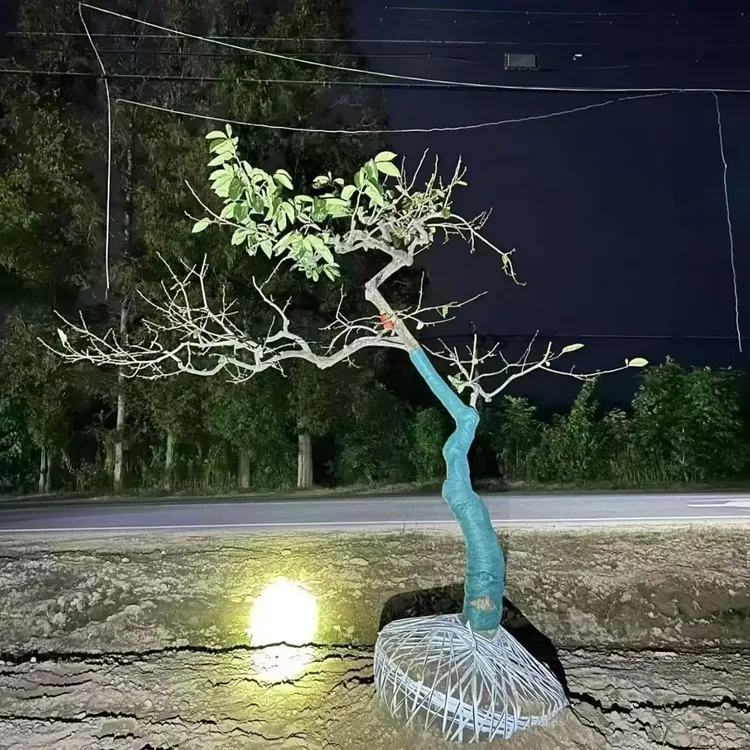 盆景商品龙爪柿子树精选