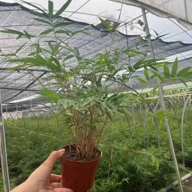红观音竹室内外通用可净化空气好养易活的绿植盆栽