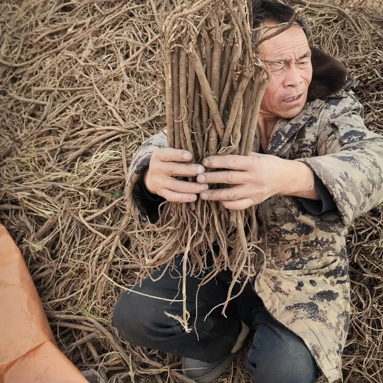 【甘肃岷县新鲜黄芪统货】整条无硫熏豆香浓产地直发煲汤泡水炖肉