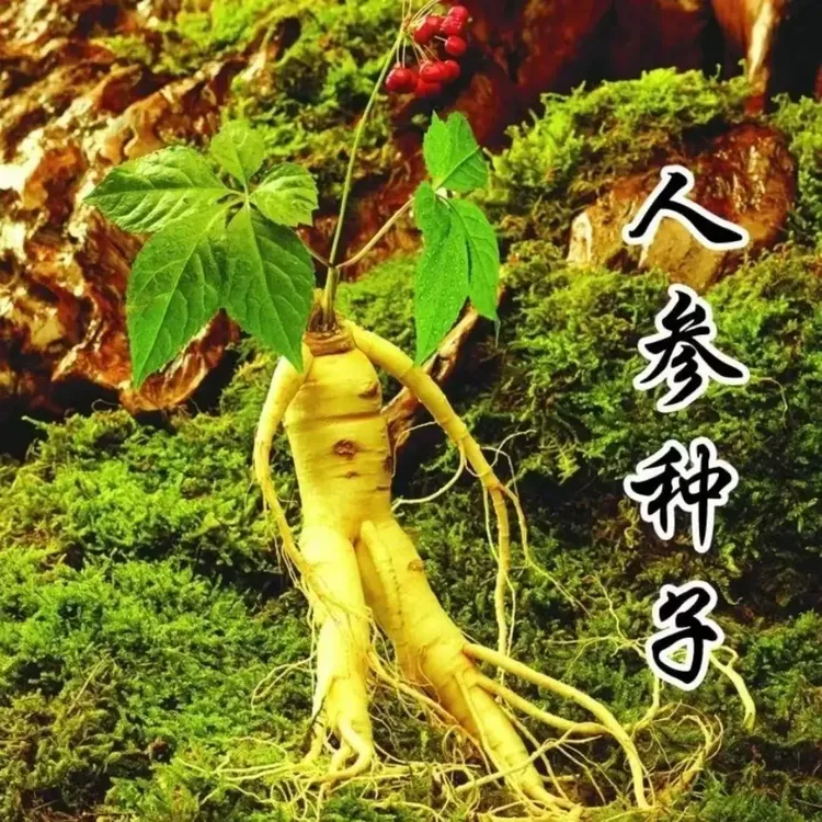 【精选60粒】人参种子新手阳台小院四季均可种植浇水观赏