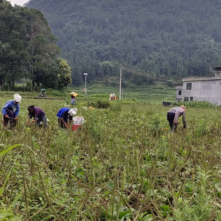 改良长穗大叶车前子黄荆，生态农业种植无污染。
